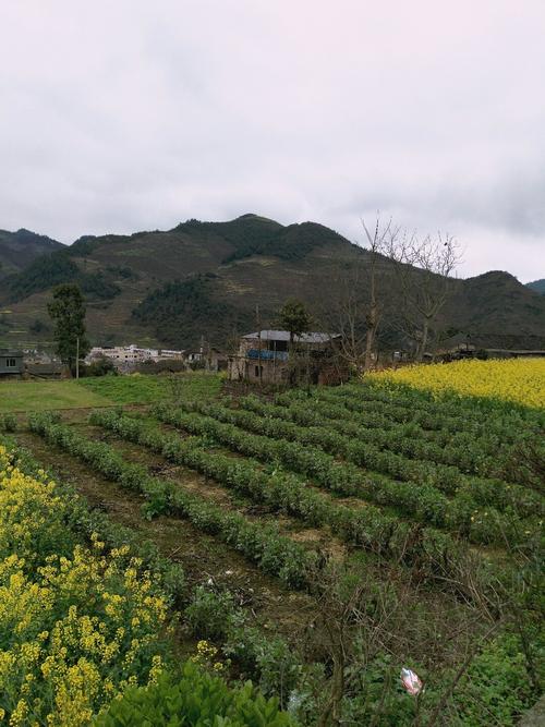 巧英乡最新天气预报