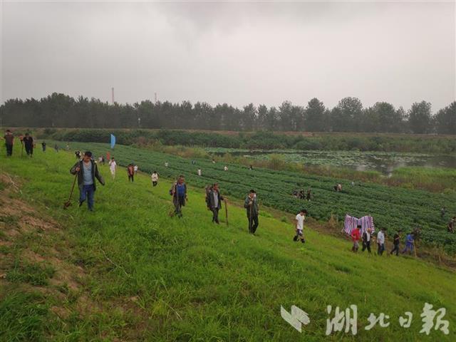 荆河街道最新天气预报